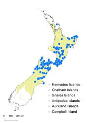 Fuscospora solandri distribution map based on databased records at AK, CHR and WELT. 
 Image: K. Boardman © Landcare Research 2015 CC BY 3.0 NZ